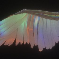 Venus88 Wings